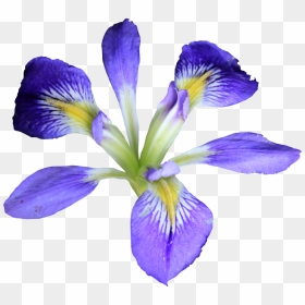 Iris Flower Png, Transparent Png - flowers png files
