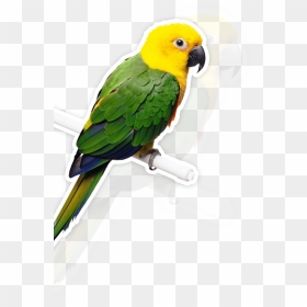 Parrot - Uzaktan Kumandalı Papağan Oyuncakları, HD Png Download - parrot png images