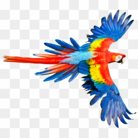 Parrot With Open Wings, HD Png Download - parrot png images