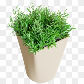Flowerpot, HD Png Download - grass plan png