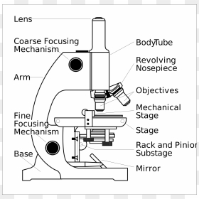 Parts Of A Microscope Clipart, HD Png Download - vhv