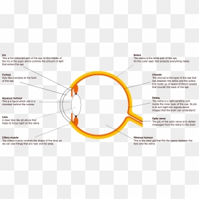 Diagram, HD Png Download - eyes lens png
