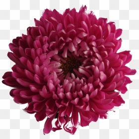 Chrysanthemum - Chrysanthemum Flower Pink Transparent Background, HD Png Download - flowers png files