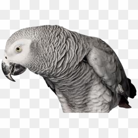 Bird Andrew Zuckerman, HD Png Download - parrot png images