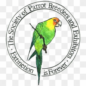 Parrot , Png Download - Parrot, Transparent Png - parrot png images