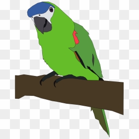 Perched Parrot Svg Clip Arts - Parrot Clip Art, HD Png Download - parrot png images