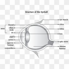 Clear Structure Of Eye, HD Png Download - eyes lens png