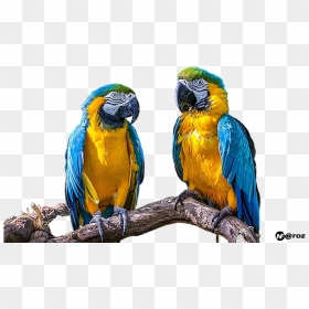 Papağan Png - Parrot Png - Macaw, Transparent Png - parrot png images