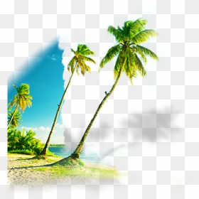 Caribbean, HD Png Download - beach coconut tree png