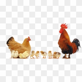 Personalised Hen, Cockerel Chicks Fridge Magnet Stocking - Hen With Chicks Png, Transparent Png - hen png images
