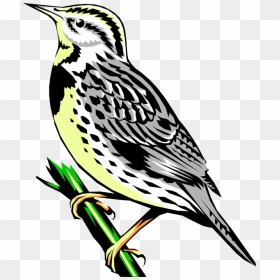 Vector Illustration Of Western Meadowlark Icterid Bird - Western Meadowlark Clipart, HD Png Download - western png