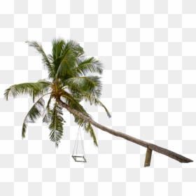 Roystonea, HD Png Download - beach coconut tree png