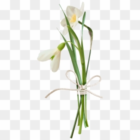 Snowdrop Transparent, HD Png Download - welcome flowers png