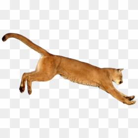 Leaping-cougar Png By Salahzw - Cougar Png, Transparent Png - cougar png