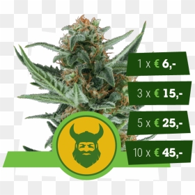 Royal Dwarf Sativa, HD Png Download - weed nugget png