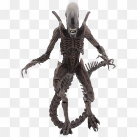 Transparent Skeleton Warrior Png - Neca Alien Resurrection Xenomorph Warrior, Png Download - scale figure png