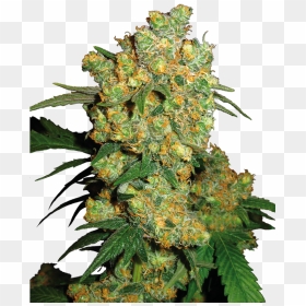 Big Bud Sensi Seeds, HD Png Download - weed nugget png