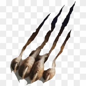 Athletics Cougar Claw - Illustration, HD Png Download - cougar png