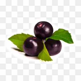 Thumb Image - Acai Berries, HD Png Download - berry png