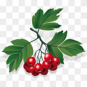 Baya Png, Transparent Png - berry png