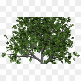 Sandalwood Tree Clip Art - Free Tree Clipart Transparent, HD Png Download - sandalwood png