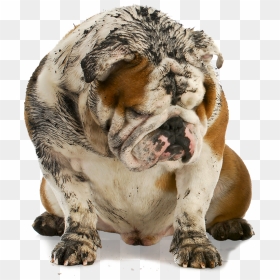 Transparent Dog Bath Png, Png Download - dirty png
