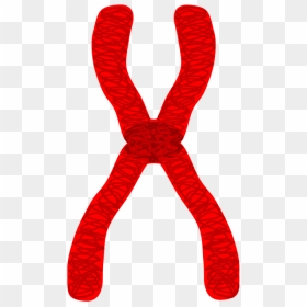 Edupic Cell Drawings Chromatid - Easy To Draw Chromosome, HD Png Download - chromosome png