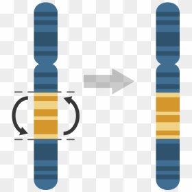 Transparent Chromosome Clipart - Chromosomal Inversion, HD Png Download - chromosome png