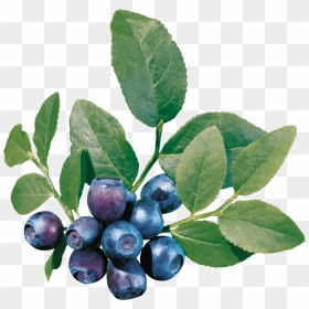 Berry Bush Png - Blueberry Bush Transparent Background, Png Download - berry png