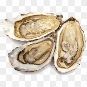 Download Shellfish Png Png Image With No Background - Oysters Transparent, Png Download - demarcus cousins png