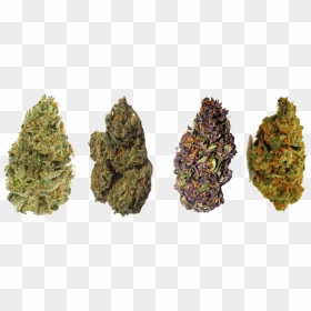 Florida Strain Library - Different Types Of Marijuanas Strains, HD Png Download - weed nugget png