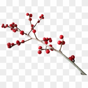 Christmas Berries Png, Transparent Png - berry png