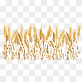 Ramo De Trigo - Transparent Background Wheat Png, Png Download - wheat stalk png