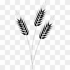 Wheat Vector Clip Art - Black And White Wheat, HD Png Download - wheat stalk png
