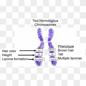Two Homologous Chromosomes Illustrating Alleles For - Multiple Alleles On Chromosome, HD Png Download - chromosome png