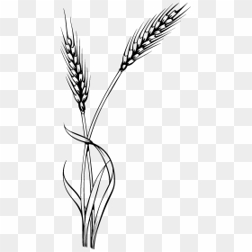 wheat stalk clipart black and white