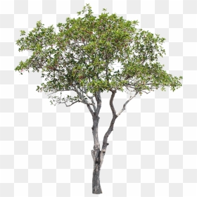 Tree, Green, Isolated, Garden, Forest, Decoration - Tabernaemontana Divaricata Png, Transparent Png - forest tree png