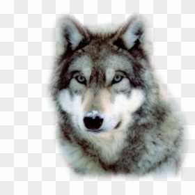 She Walks Amongst Wolves, HD Png Download - wolf.png