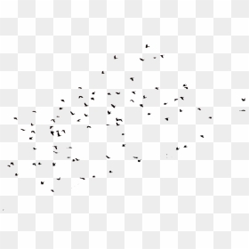 Crows Png Page - Flock, Transparent Png - crows png
