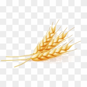Wheat Vector Free , Png Download - Transparent Wheat Vector, Png Download - wheat stalk png