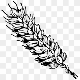 Wheat Clip Art, HD Png Download - wheat stalk png