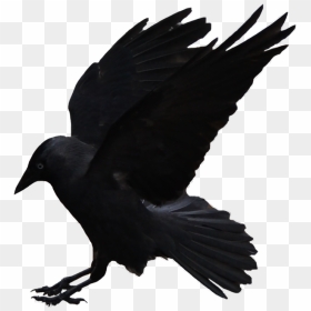 Flying Crows Png Download - Flying Crow Png, Transparent Png - crows png