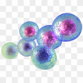 Thumb Image - Stem Cell Png, Transparent Png - cells png