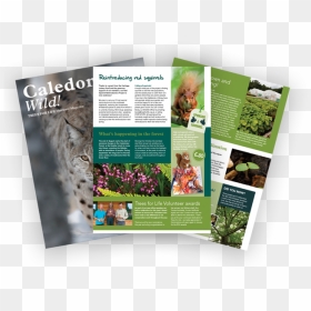 Join Trees For Life And Receive Our Exclusive Members - Brochure, HD Png Download - exclusive png