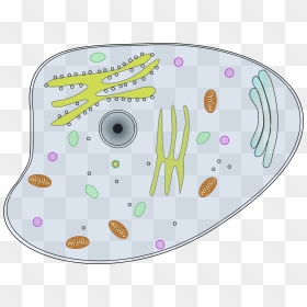 Animal Cell Png - Animal Cell Clip Art, Transparent Png - cells png