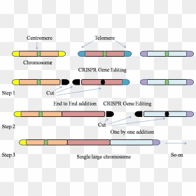Gene-editing Technology Used To Fit Entire Genome Of - Parallel, HD Png Download - chromosome png
