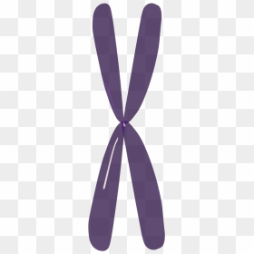 Clip Art, HD Png Download - chromosome png