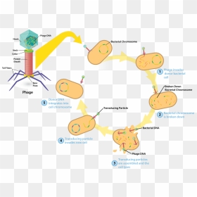 Bacteriophage V4 - Transduction Of Bacterial Cells, HD Png Download - chromosome png