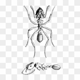 Mycocepurus Smithii Plate - Sketch, HD Png Download - corona de espinas png
