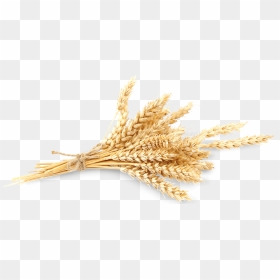 Wheat , Png Download - Crops Png, Transparent Png - wheat stalk png
